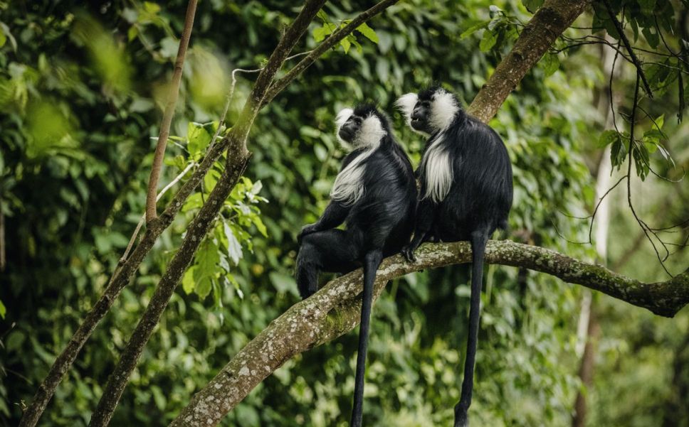 Two colobus monkeys sitting on the branch of a tree.
