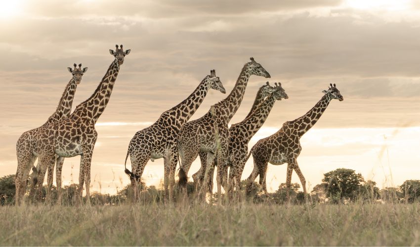 A tower of giraffes stands gracefully in the golden light at Singita Sabi Sand, their long necks reaching toward the sky.