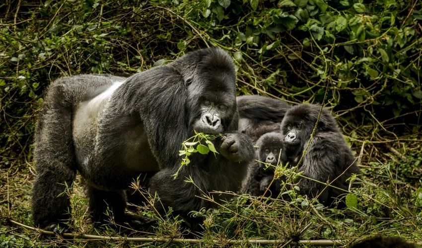 Gorilla trek in Rwanda and witness amazing mountain gorillas led by a dominant silverback.