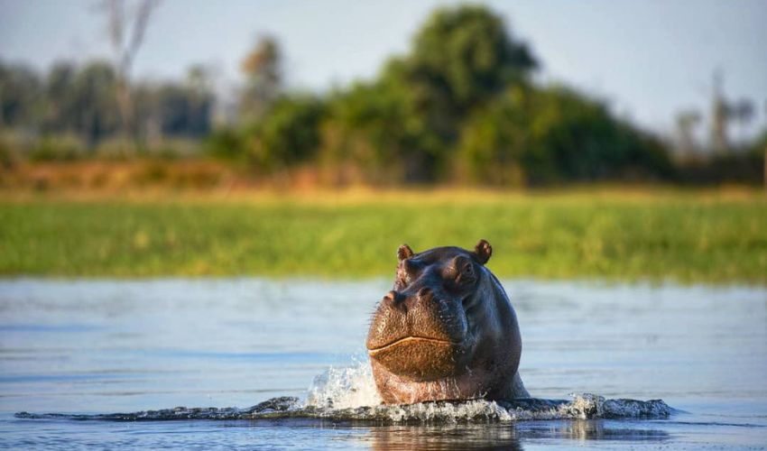 A hippo emerges from the water in the Okavango Delta, its massive head glistening in the sunlight with lush greenery in the background.