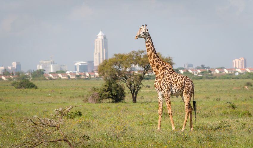 A giraffe stands tall in the grassy plains of Nairobi National Park with the modern skyline of Nairobi, Kenya rising in the background—a striking contrast between untamed wilderness and urban life.