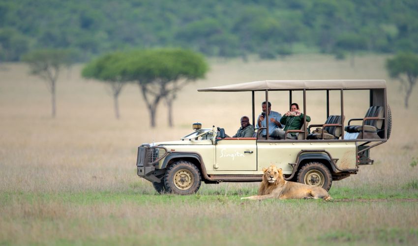Guests on a guided game drive with Singita Grumeti photograph a majestic male lion resting in the grasslands of the Serengeti, Tanzania.