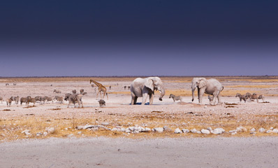 Wildlife at the watering hole at Etosha National Park