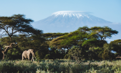 Mount Kilimanjaro stands behind a Mighty Tusker