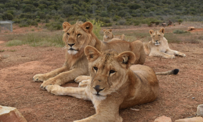 Lions at Born Free Big Cat Sanctuaries