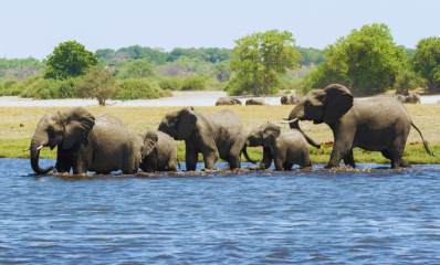 Elephant Herd Crossing Chobe River