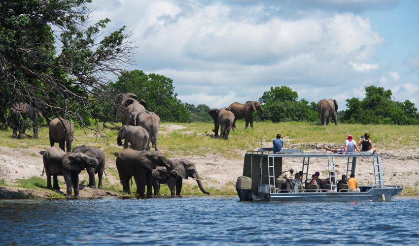 Travellers on a river safari boat observing a herd of elephants drinking along the banks of the Chobe River in Botswana.