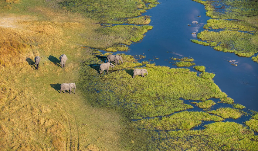 Aerial view of elephants grazing along a winding waterway in Botswana’s Okavango Delta near Baines’ Camp.