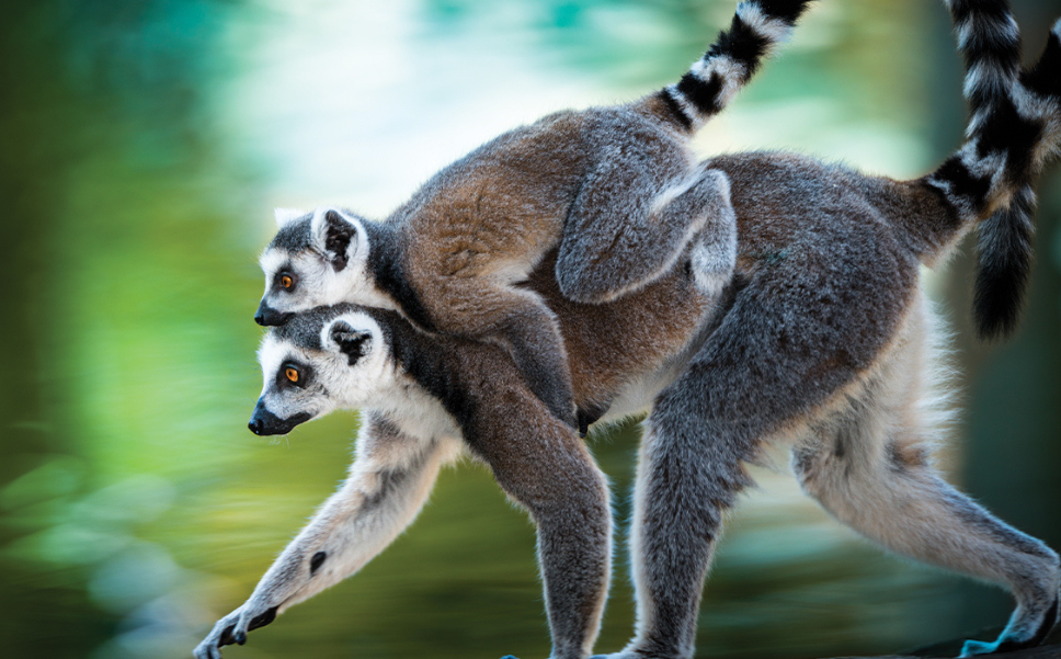 Lemur in a lush Madagascar rainforest.