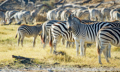 Zebra Herd