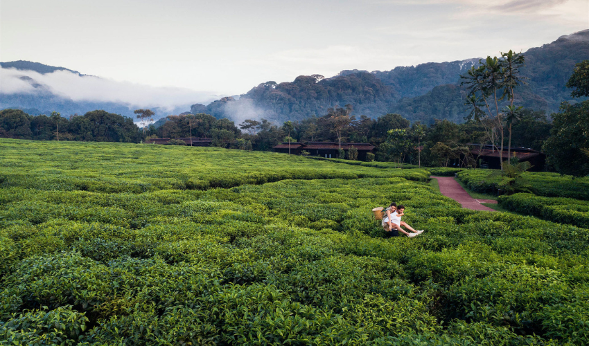 Tea Plantation, Nyungwe National Park