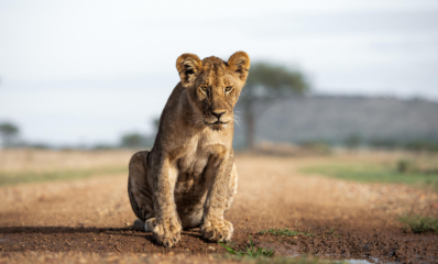 Young Lion Cub
