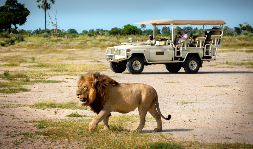 A male lion walking past a safari vehicle with guests observing at Xigera Safari Lodge in the Okavango Delta.